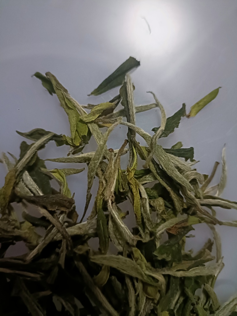 高山白茶