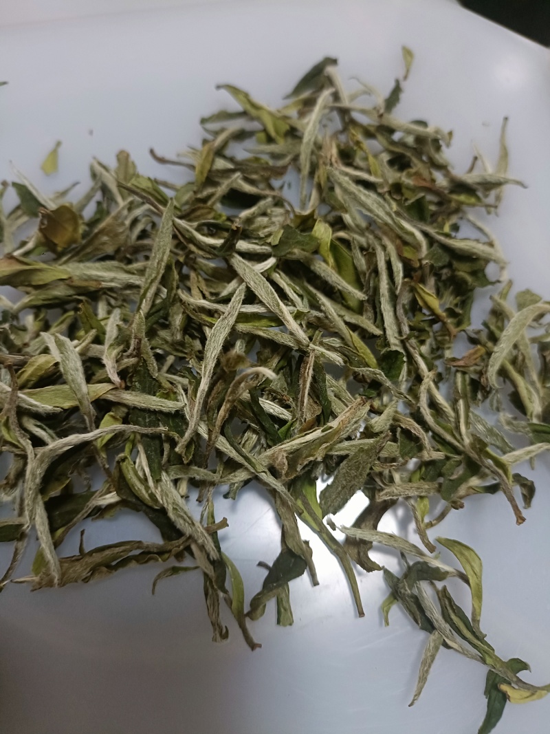 高山白茶