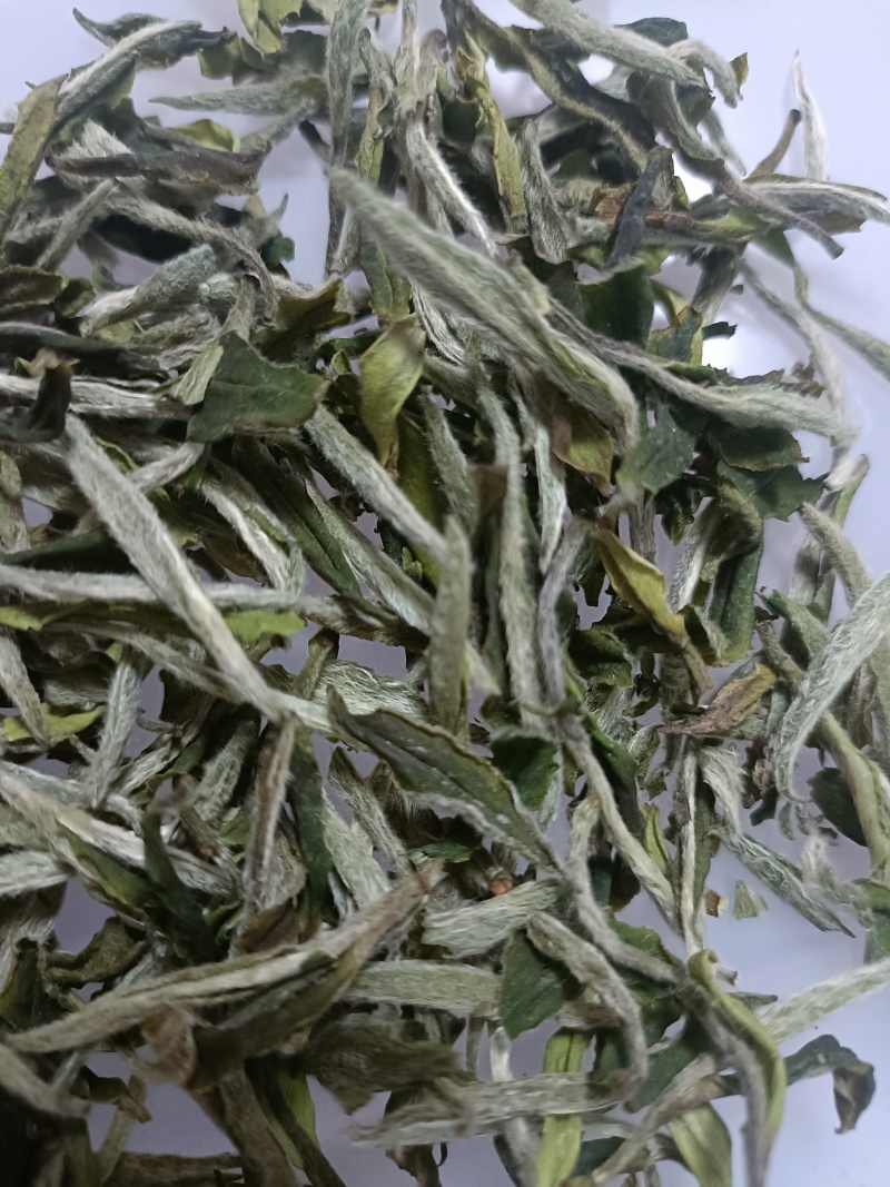 高山白茶