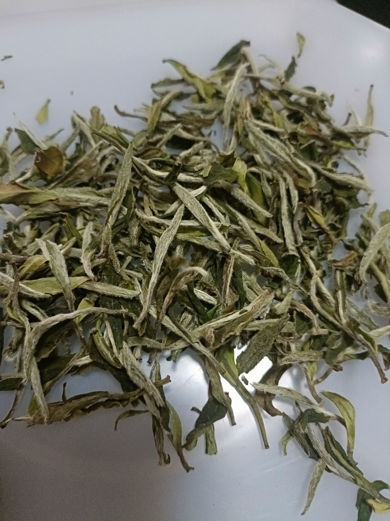 高山白茶
