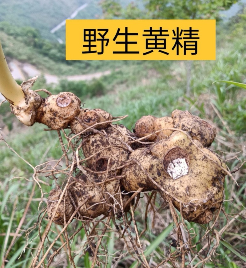 姜型野生黄精常年可供应量大从优质量保证欢迎咨询选购