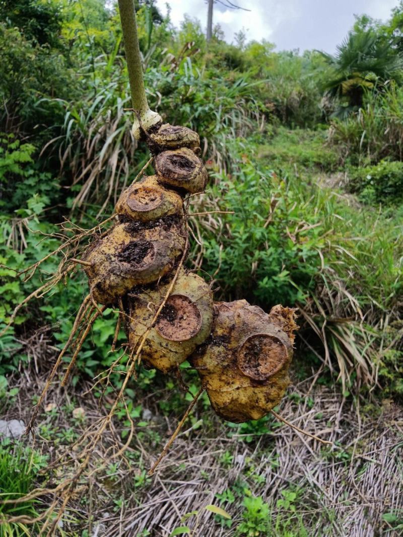 姜型野生黄精常年可供应量大从优质量保证欢迎咨询选购