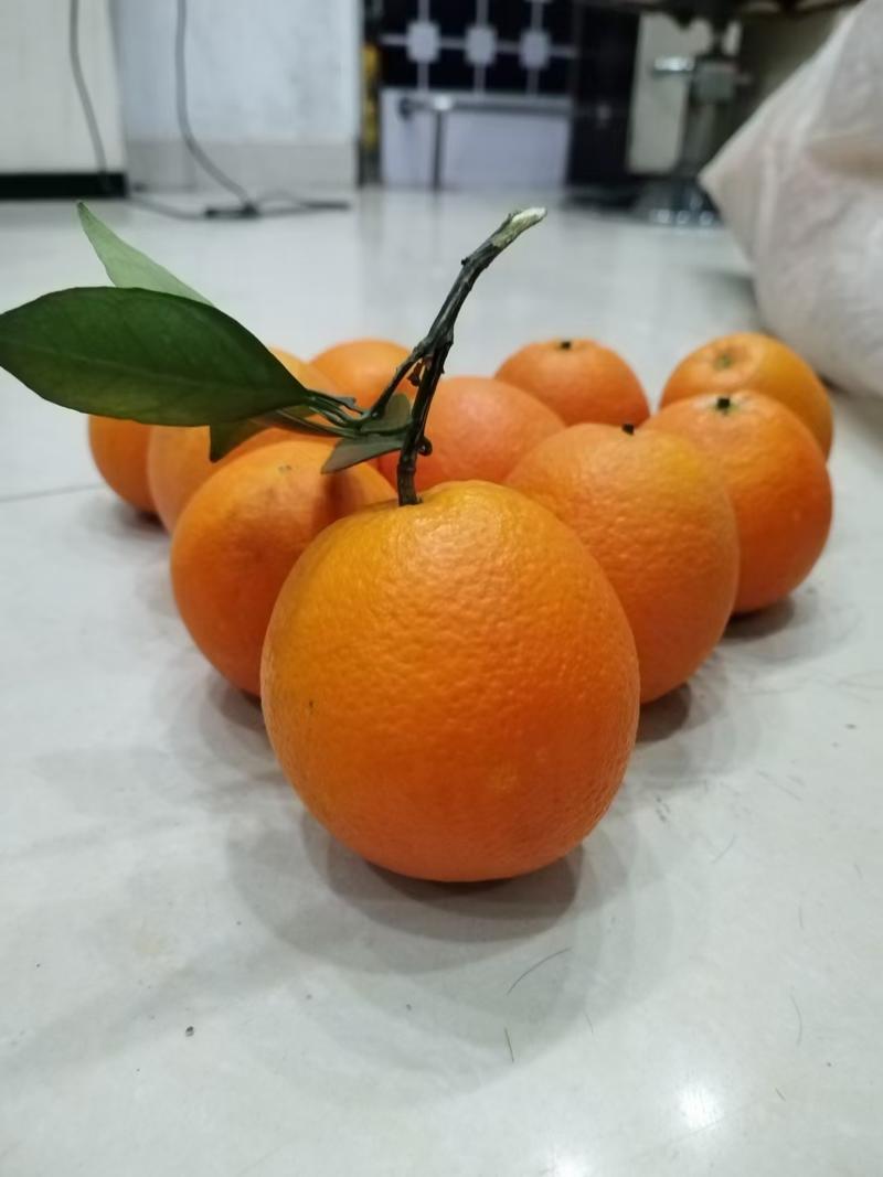 【推荐】精品伦晚脐橙大量供货一手货源价格优惠