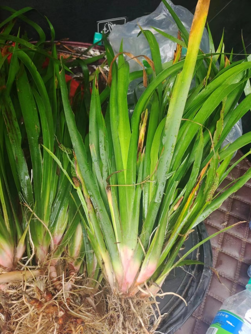 《石菖蒲种苗》大叶红心现挖现发宽叶窄叶保证成活率