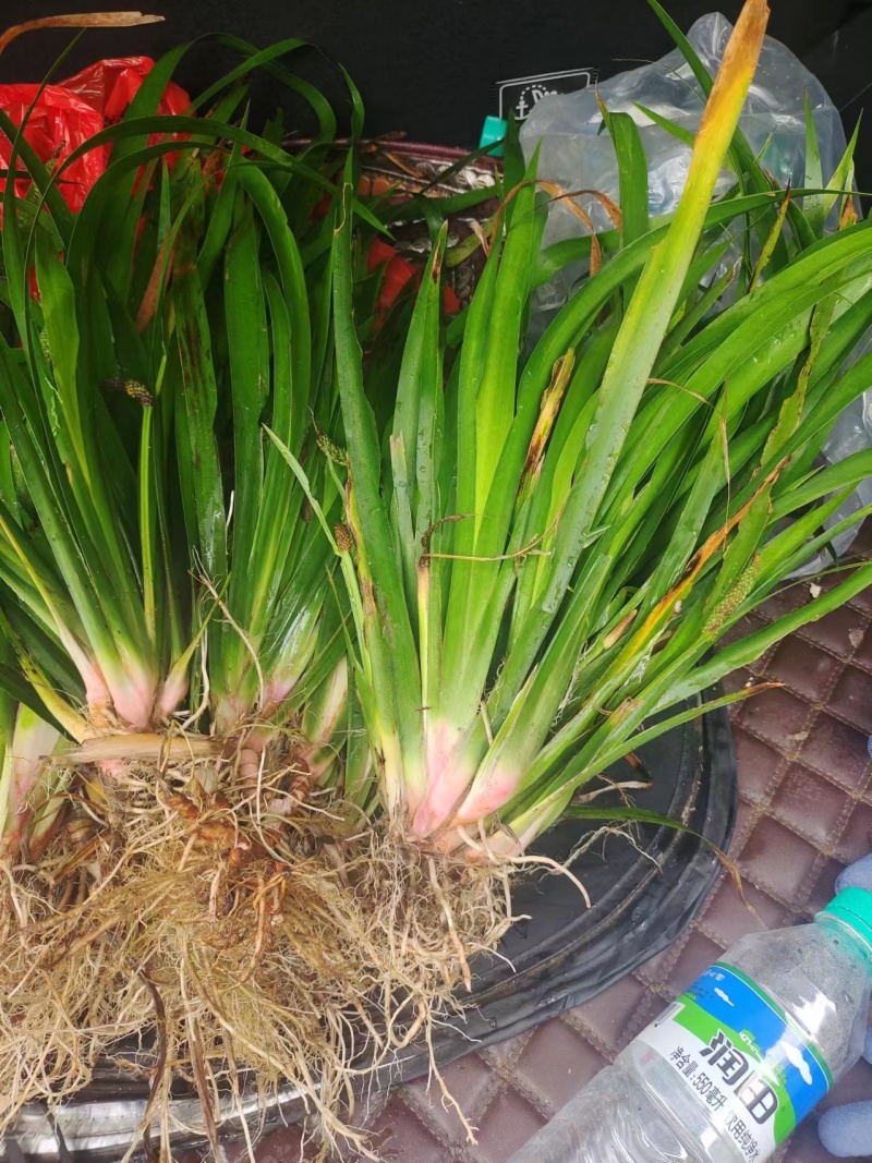 《石菖蒲种苗》大叶红心现挖现发宽叶窄叶保证成活率