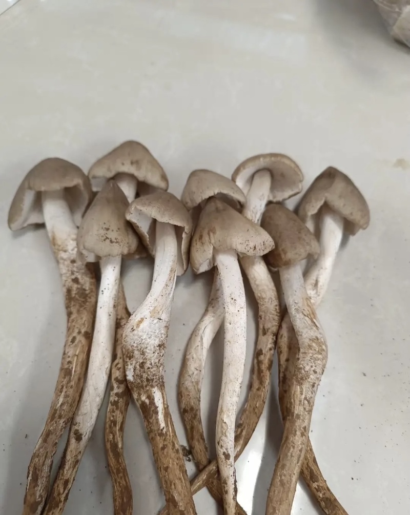 高山野生鸡枞菌