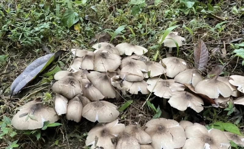 高山野生鸡枞菌