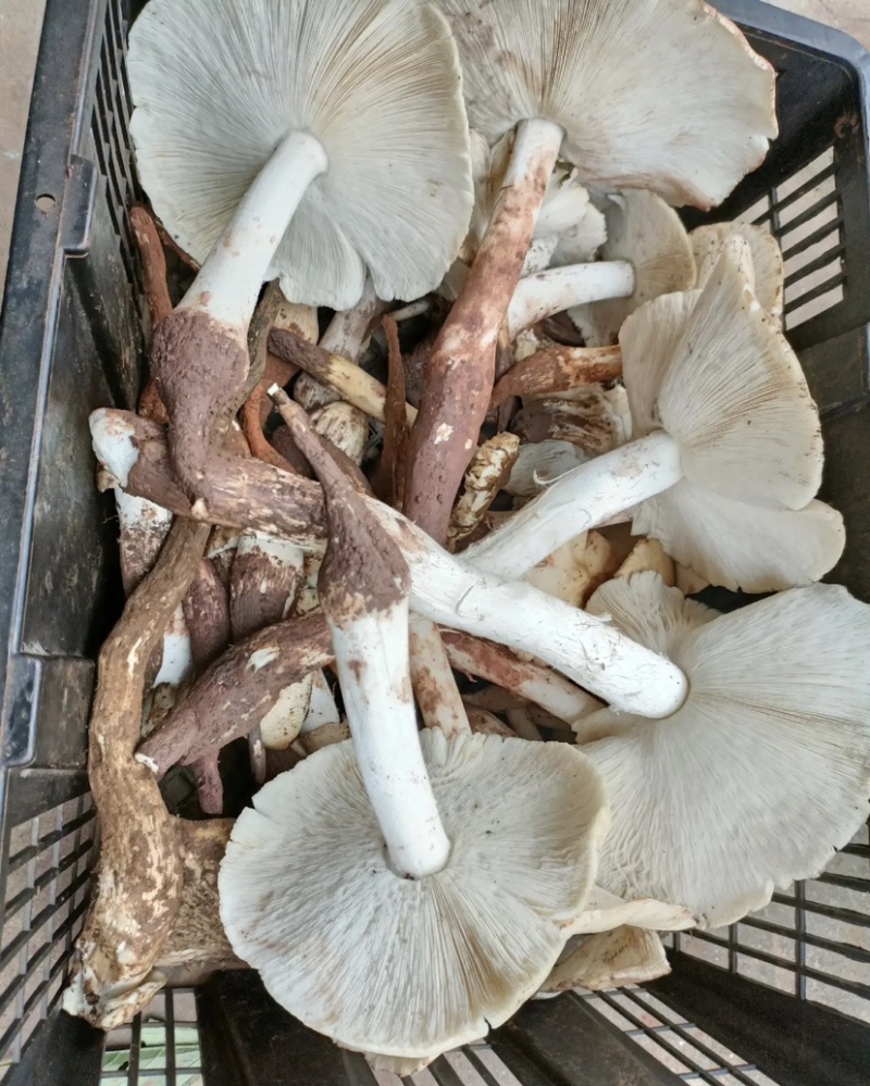 高山野生鸡枞菌