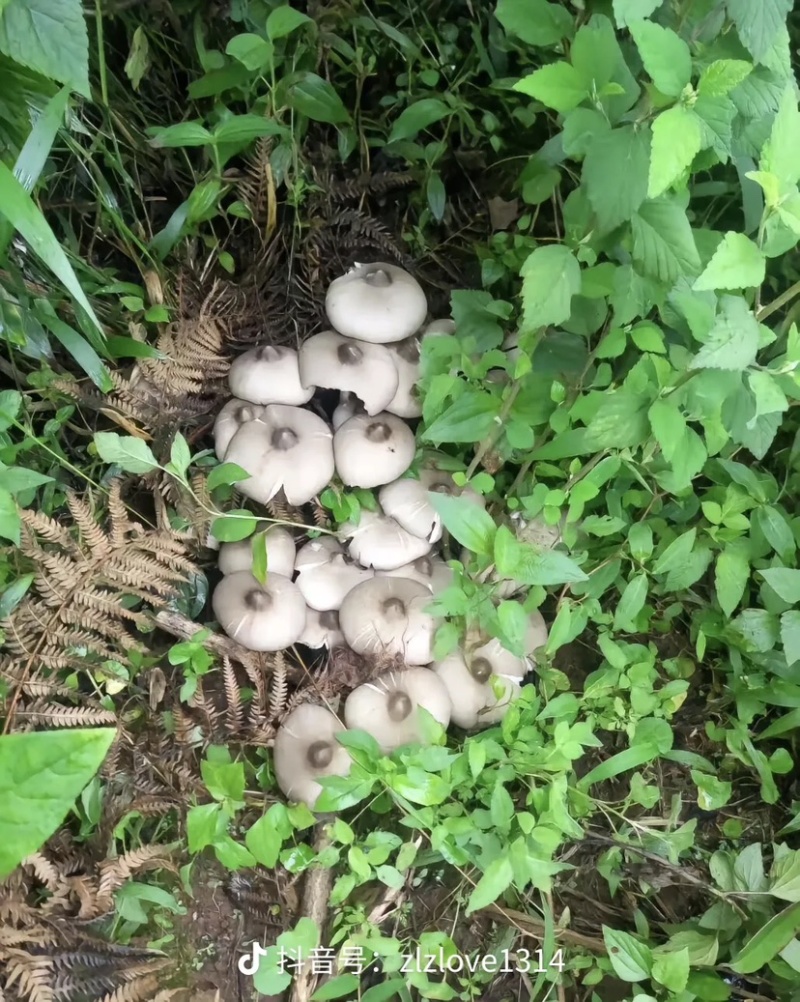 高山野生鸡枞菌