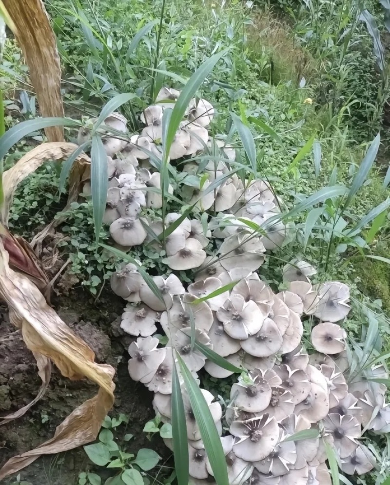 高山野生鸡枞菌
