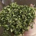 洋槐花干槐花新鲜2025野生槐花干菜食用干杨槐花蒸菜干货