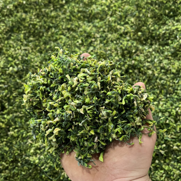 洋槐花干槐花新鲜2025野生槐花干菜食用干杨槐花蒸菜干货
