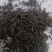高山红茶