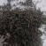 高山红茶