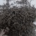 高山红茶