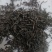 高山红茶