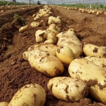 精品沃土土豆大量上货产地直发量大从优支持视频