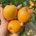 大黄杏产地批发一手货源品质保证大量供应