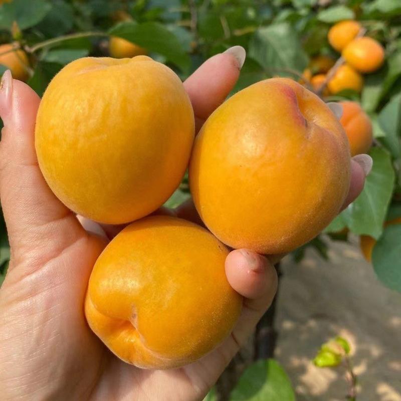 大黄杏产地批发一手货源品质保证大量供应