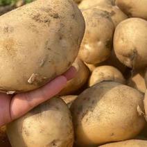 精品226土豆大量现货价格美品质优对接商超合作