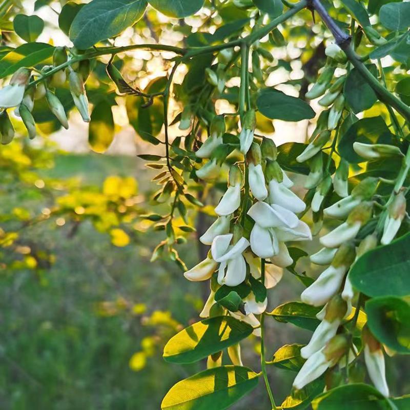 2024年新鲜洋槐花手工蒸菜野生洋槐花儿时回忆蒸菜蒸饺