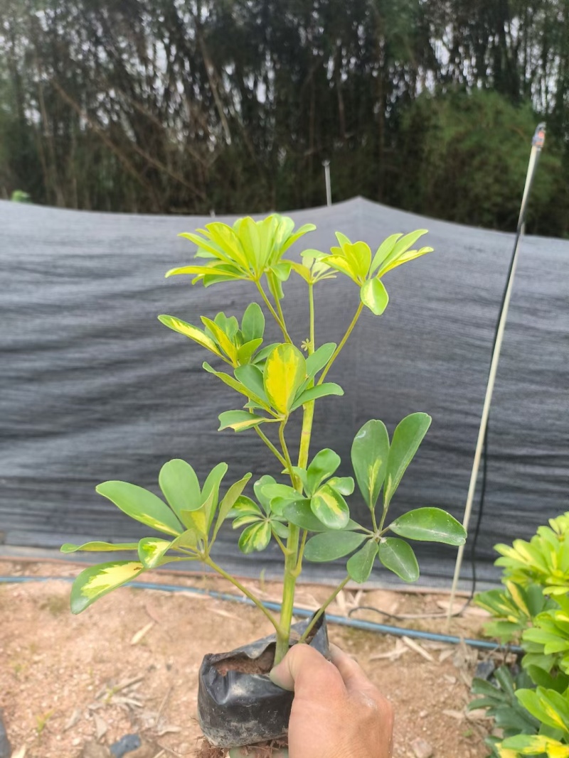 花叶鸭脚木