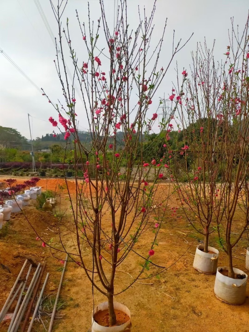 桃花低价出售