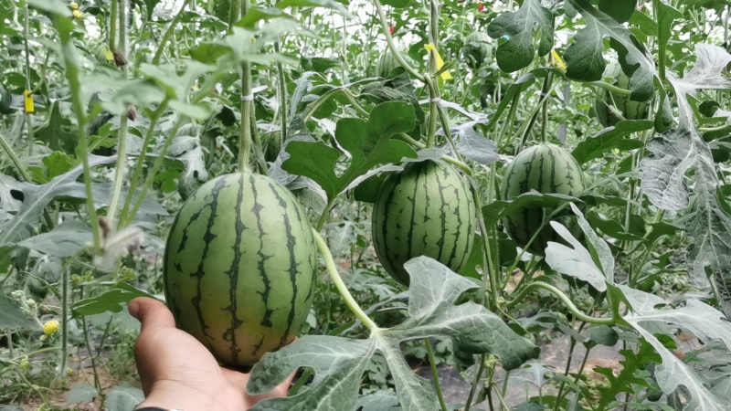 小吊西瓜，2K西瓜，L600,M600，小糖丸大量上市