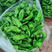 重庆精品薄皮苏椒，价格低，货量充足，基地一手货源