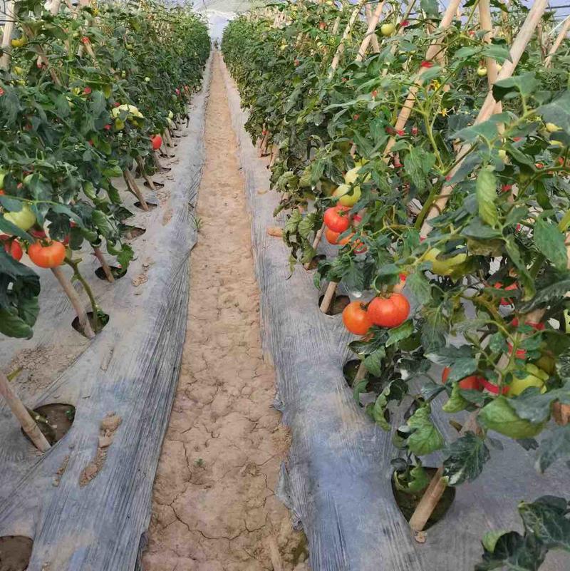 重庆精品硬粉西红柿，大棚种植，量大从优，欢迎选购