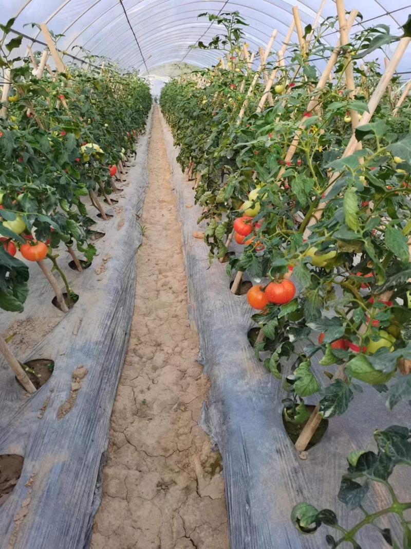 重庆精品硬粉西红柿，大棚种植，量大从优，欢迎选购