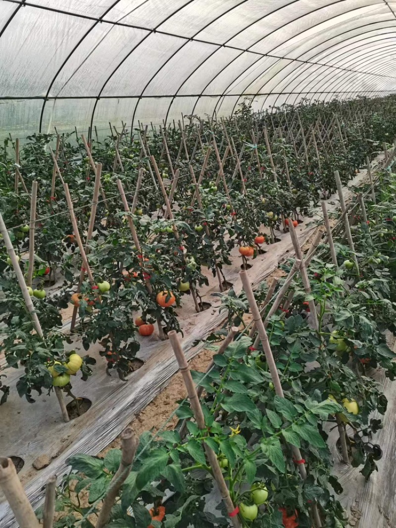 重庆精品硬粉西红柿，大棚种植，量大从优，欢迎选购
