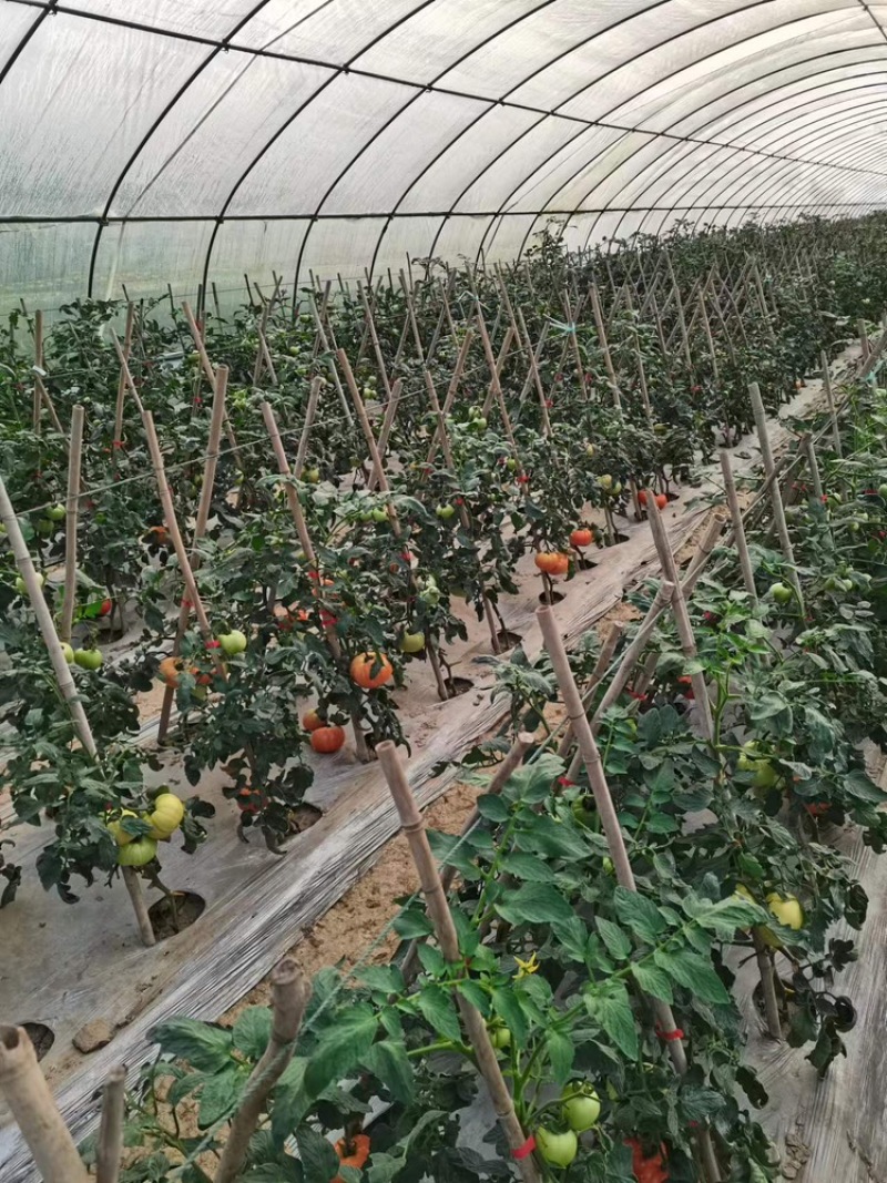重庆精品硬粉西红柿，大棚种植，量大从优，欢迎选购