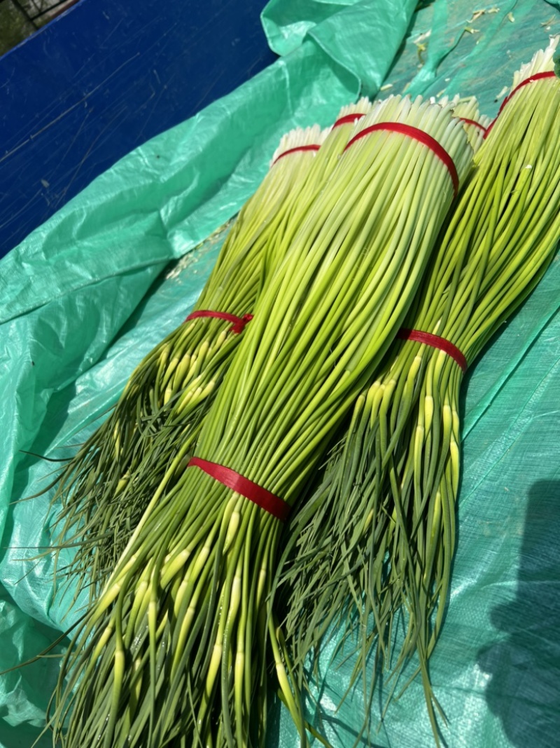 山东精品红帽蒜苔大量上市品质保证量大从优欢迎联系