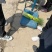 山东精品红帽蒜苔大量上市品质保证量大从优欢迎联系