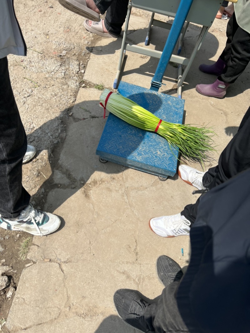 山东精品红帽蒜苔大量上市品质保证量大从优欢迎联系