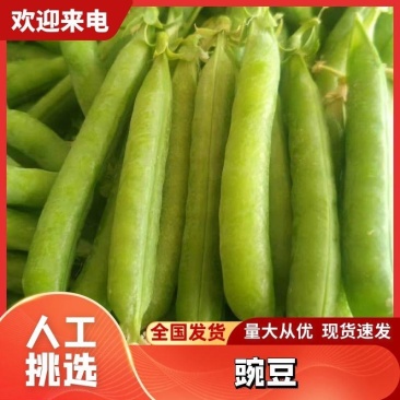 精品安徽豌豆新鲜豌豆荚中碗6号9号基地种植诚信代办代发
