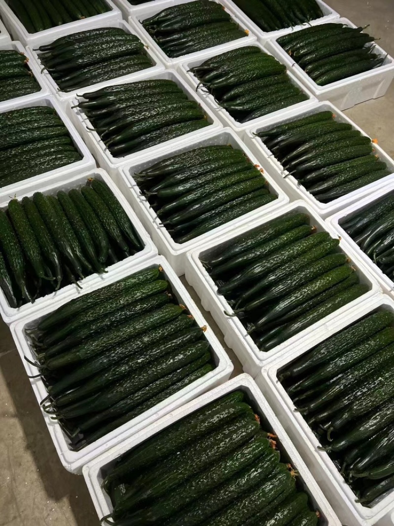 山东精品密刺黄瓜，价格低货量充足，规格齐全