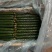山东精品密刺黄瓜，价格低货量充足，规格齐全