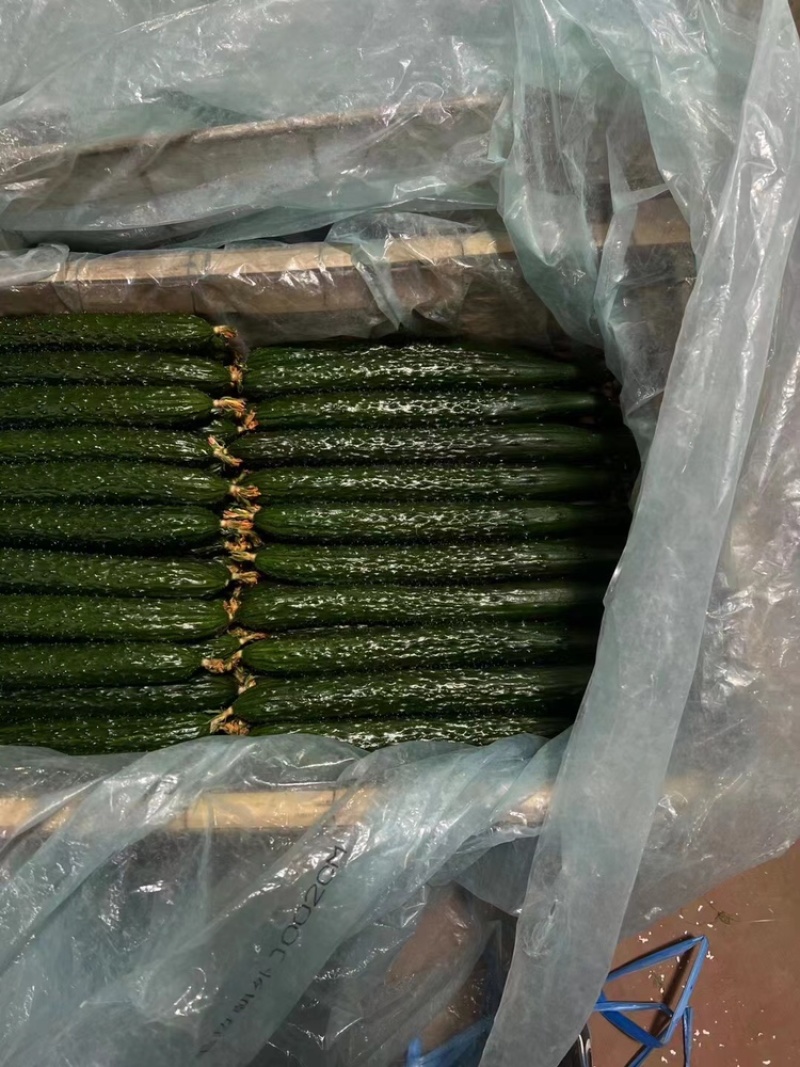 山东精品密刺黄瓜，价格低货量充足，规格齐全