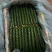 山东精品密刺黄瓜，价格低货量充足，规格齐全