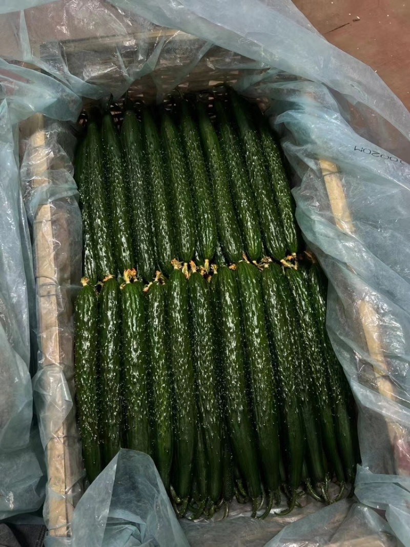 山东精品密刺黄瓜，价格低货量充足，规格齐全