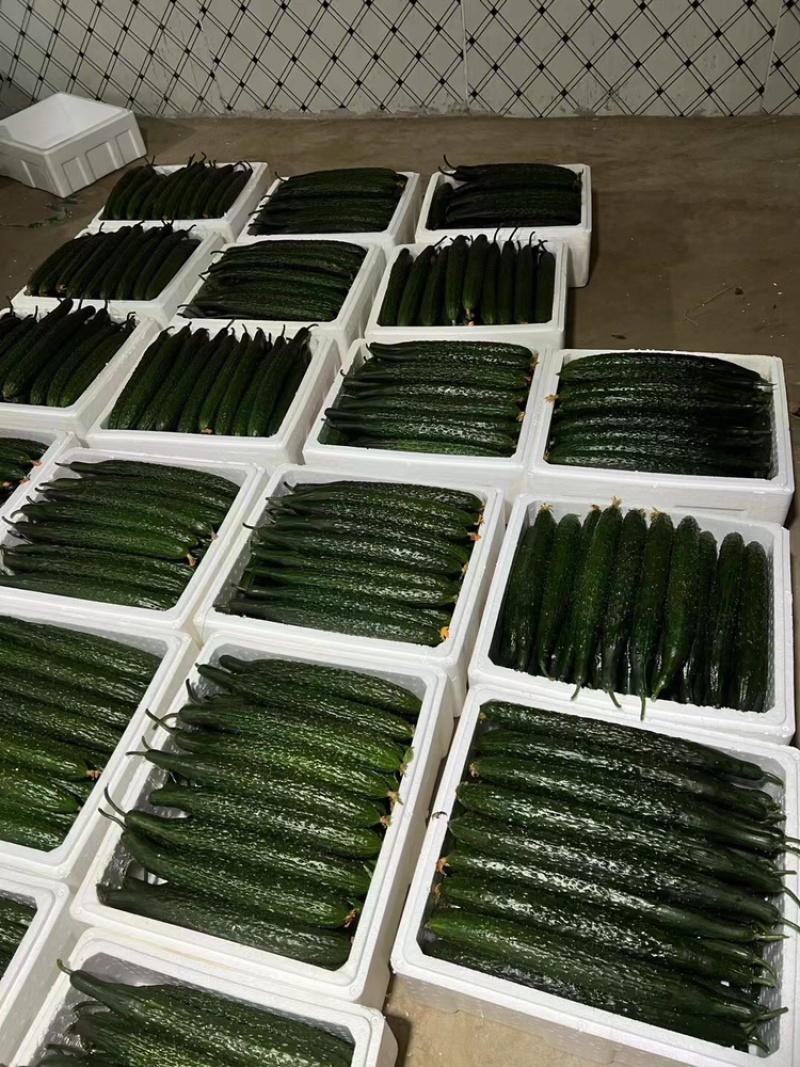 山东精品密刺黄瓜，价格低货量充足，规格齐全
