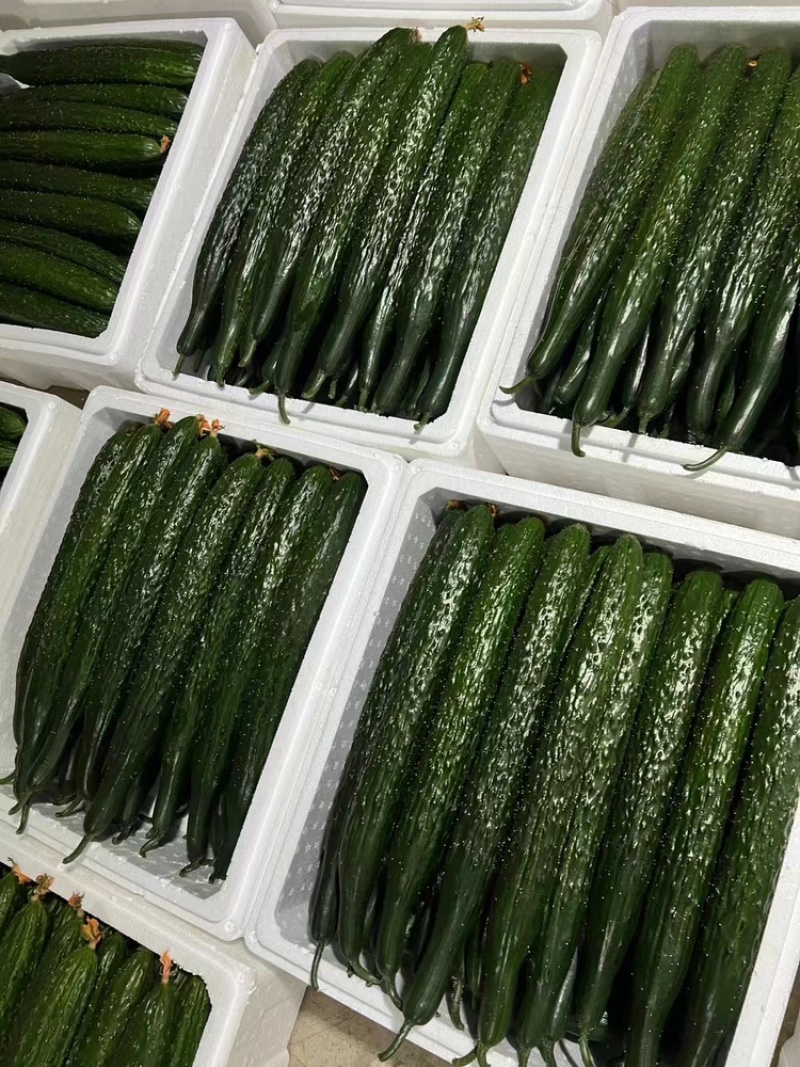 山东精品密刺黄瓜，价格低货量充足，规格齐全