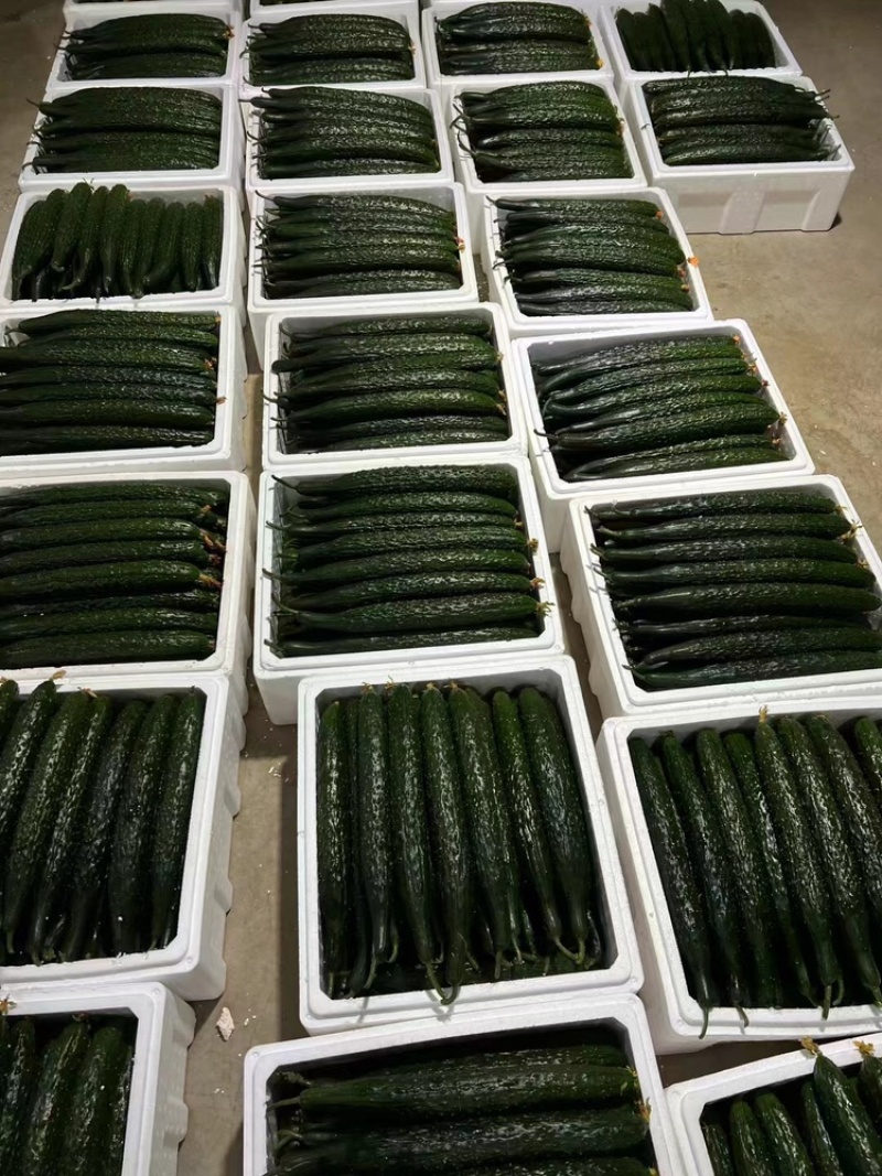 山东精品密刺黄瓜，价格低货量充足，规格齐全