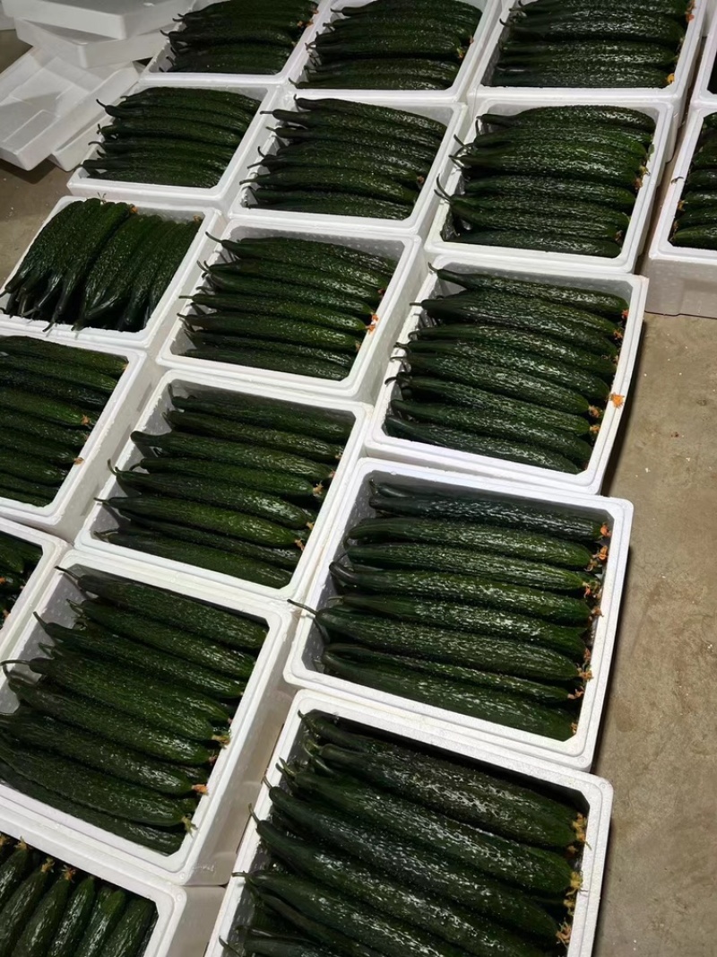 山东精品密刺黄瓜，价格低货量充足，规格齐全