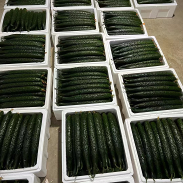 山东精品密刺黄瓜，价格低货量充足，规格齐全