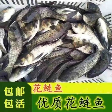 优质花鲢鱼苗大头鱼苗鲢鳙鱼胖头鱼苗渔场直发