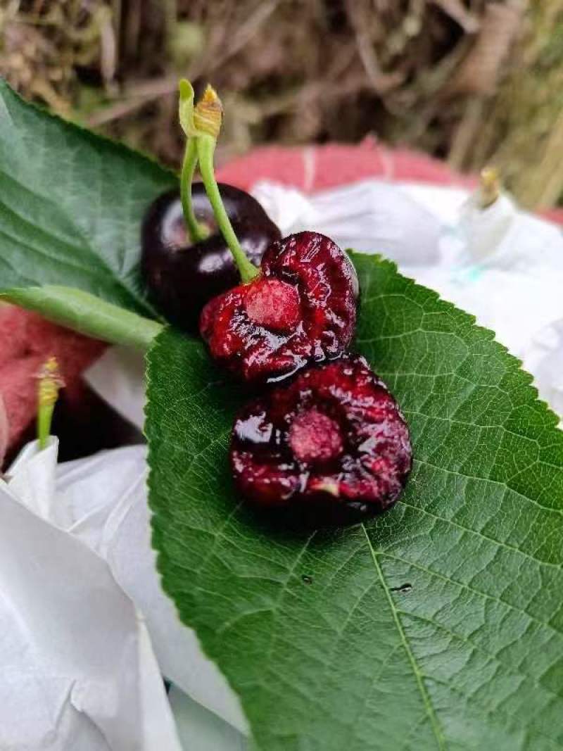 汉源车厘子(黑珍珠)，口感脆甜，产地价格，货源充足。