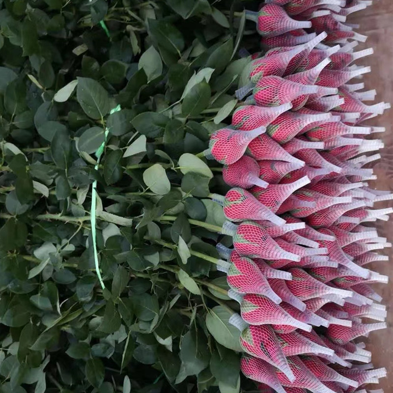 红玫瑰鲜花鲜切花